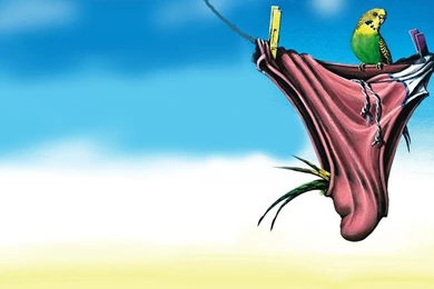 BUDGIE SMUGGLERS WALLPAPER   (