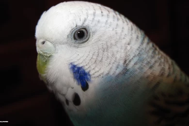 Budgie Wallpapers 40/42