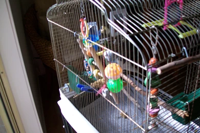 My Pet Budgie Sam   Budgies Wallpapers (36931355)   Fanpop