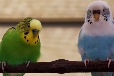 Budgie Budgerigars Birds Parrots Resting