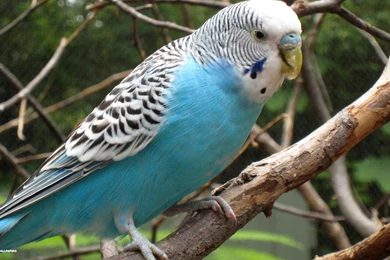 Blue Budgie   Budgies Wallpapers (36931258)   Fanpop