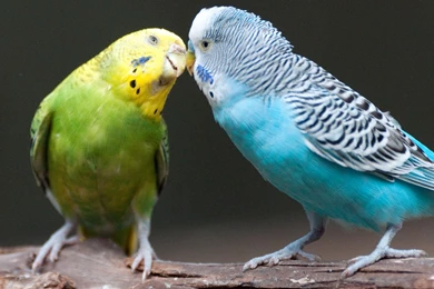 Budgie Wallpapers