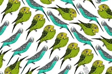 Anna Bron: Budgie Wallpapers