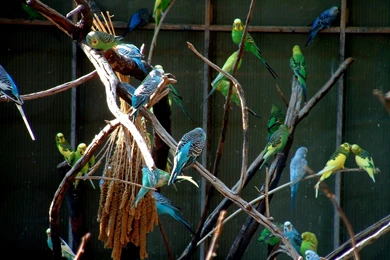 Parakeet Budgie Parrot Bird Tropical (19) Wallpapers