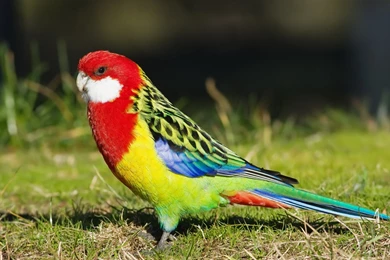 Parakeet Budgie Parrot Bird Tropical (77) Wallpapers