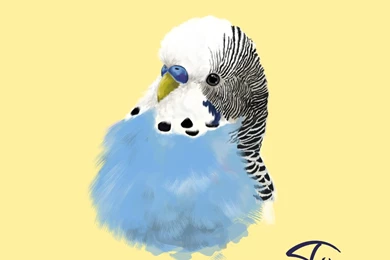 I Like Budgies. By OnyxSerpent On DeviantArt