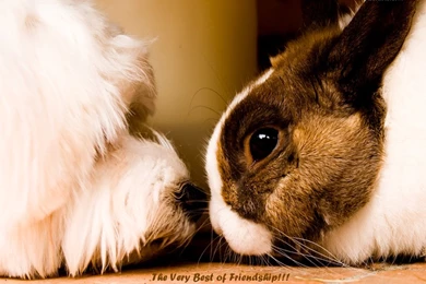 Thanksgiving Wallpapers   Empressgirliephotos: Best Friends ...