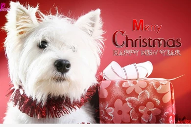 Best Mobile Christmas Wallpapers And Quotes Images