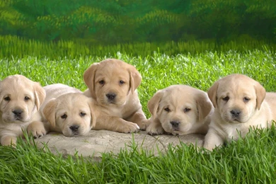 Download cute hd wallpapers of puppy labrador dog 675.jpeg