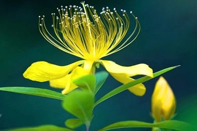 Flower Wallpapers Hd Download Free 16