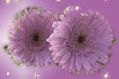 Love Flowers Full HD Wallpapers Desktop Free Download