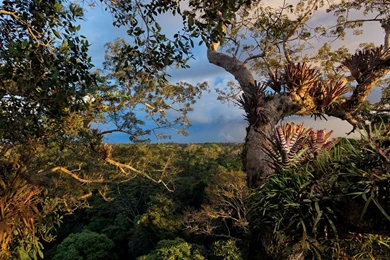 Yasuní Picture    Ecuador Wallpapers    National Geographic Photo ...