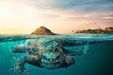 Download HD Nature, Landscape, Animals, Water, Underwater, Ecuador ...