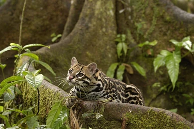 Animals Amazon Rainforest Ocelots Ecuador Wallpapers