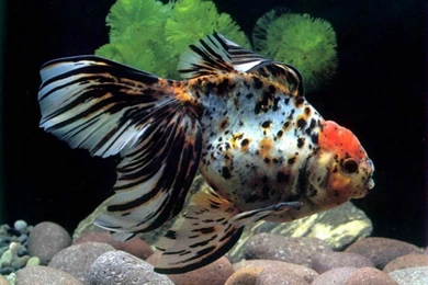 Aquarium 3d Live Hd Wallpapers