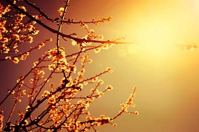 Relax 2 Wallpaper,nature HD Wallpaper,tree HD Wallpaper,trance ...