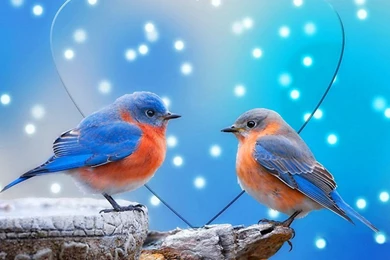 Home Animals Birds Love Top Wallpapers New Wallpapers Dove Pair ...