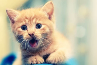 List Of Cute Animal Backgrounds Pictures On Animal Picture Society