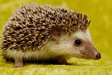 Cute Animal Backgrounds. Download Hd Wallpapers Of Cute Animals ...