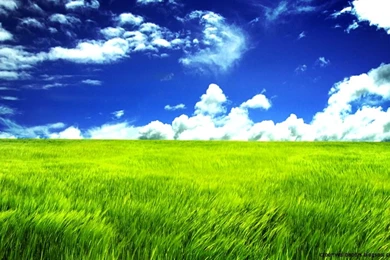 Windows Bliss Wallpapers Hd