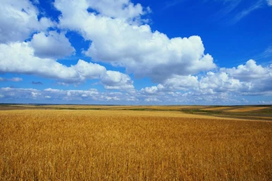 Wallpapers: Windows Vista Bliss Wallpapers