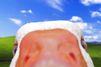 Bliss Ducks Windows Xp Microsoft Windows 1280x1024 Wallpapers ...