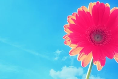 768x1024 Red Flower Under The Blue Sky Ipad Wallpapers