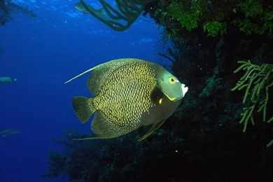 Angel, Fish, Wallpapers   Wallpapers – Yoyowall.com