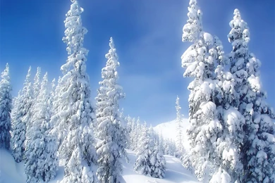 Winter Wonderland Wallpapers   Crazy Frankenstein