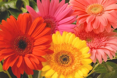 Gerbera Daisy Wallpapers