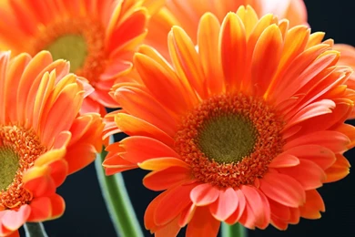 Orange Gerbera Daisy Flowers Wallpapers ~ Desktop Wallpapers