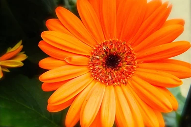 Wallpaper: Orange Gerbera Daisy Flowers Wallpapers