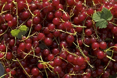 Booty, Polly, Girl, Ass, Ass, Girl, Girls