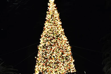 Download Night Christmas Tree Wallpapers And Backgrounds