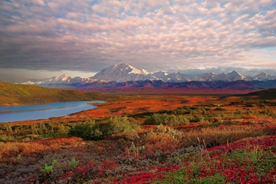 Amazing Denali National Park Wallpapers
