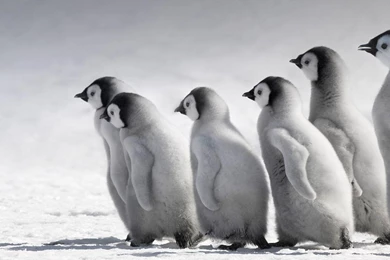 Penguin Computer Wallpapers, Desktop Backgrounds