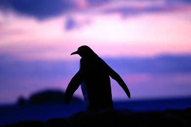 Penguin Wallpapers 1600x1200 NO.2 Desktop Wallpapers   Wallcoo.net