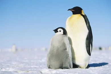 Simple And Honest To Stay Meng Of The Penguins HD Desktop ...