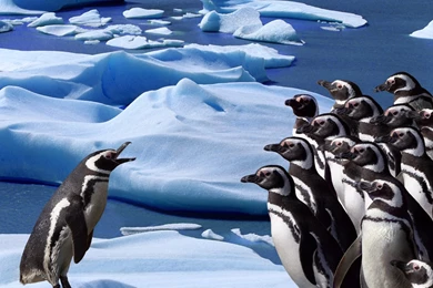 Penguin Wallpapers 1600x1200 NO.22 Desktop Wallpapers   Wallcoo.net