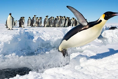 Penguin Computer Wallpapers, Desktop Backgrounds