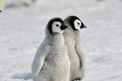 Baby Penguin Desktop Wallpapers Wallpaper, Wallpapers Hd, Backgrounds ...