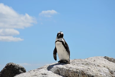 Ultra HD 4K Penguin Wallpapers HD, Desktop Backgrounds 3840x2400