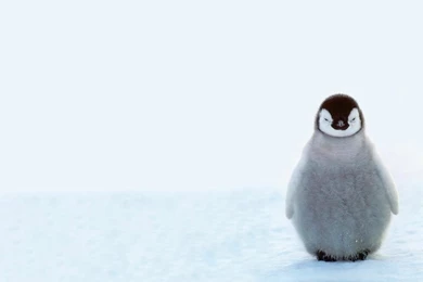 Birds,penguins Birds Penguins Baby Birds 1920x1080 Wallpapers ...