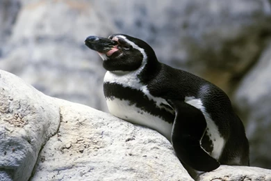 Desktop Wallpapers · Gallery · Animals · Penguin Flightless Birds ...