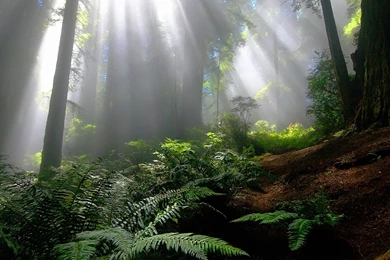 Enchanted Forest Backgrounds   Wallpapers Cave