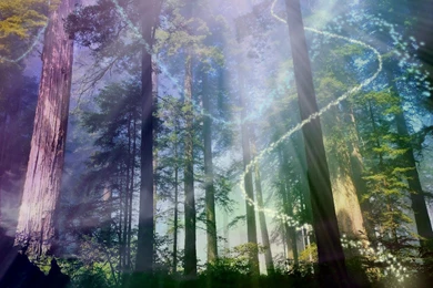 Magic Forest Wallpapers