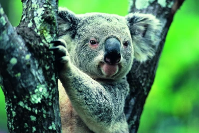 Images Of Koala Bears Wallpaper Images With HD Wallpapers   Kemecer.com