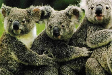 Koala Bear, Koala Bear Wallpaper, Koala Bear Picture, Koala Bear ...