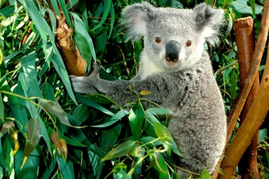 Koalas Bears Free Wallpapers (19 Photos) For Your Desktop ...