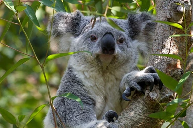 Koala Bear Desktop Wallpapers